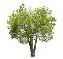 Green tree isolated on white background. photo