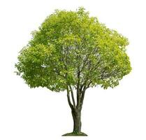 Green tree isolated on white background. photo