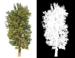 Isolated single tree with clipping path and alpha channel on black background. photo