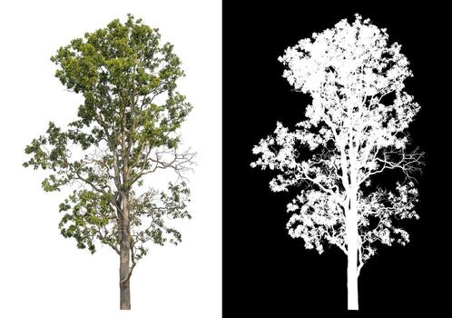 Isolated single tree with clipping path and alpha channel on black background. photo