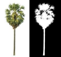 Isolated sugar palm with clipping path and alpha channel on black background. photo