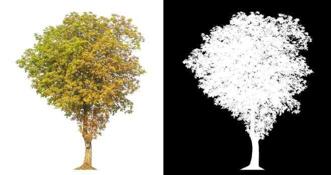 Isolated single tree with clipping path and alpha channel on black background. photo