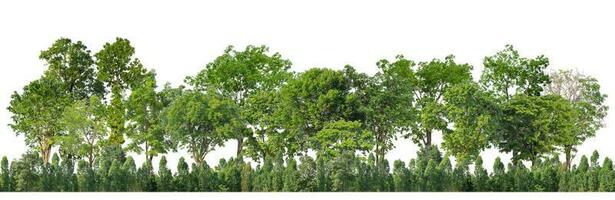 Green Trees isolated on white background. are Forest and foliage in summer for both printing and web pages with cut path and alpha channel photo