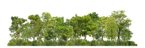 Green Trees isolated on white background. are Forest and foliage in summer for both printing and web pages with cut path and alpha channel photo