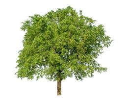 Green tree isolated on white background. photo