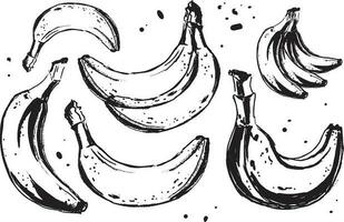 Black banana in vintage style on white background. vector