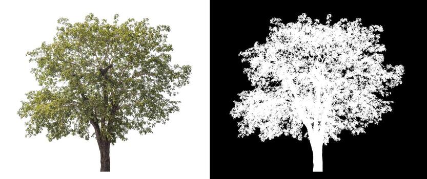 Isolated single tree with clipping path and alpha channel on black background. photo