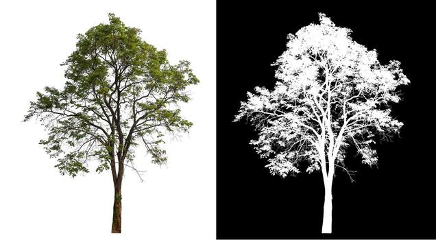 Isolated single tree with clipping path and alpha channel on black background. photo