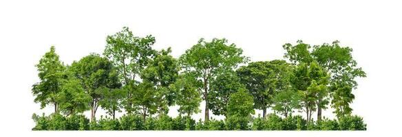 Green Trees isolated on white background. are Forest and foliage in summer for both printing and web pages with cut path and alpha channel photo