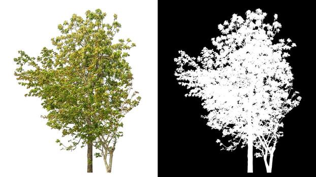 Isolated single tree with clipping path and alpha channel on black background. photo