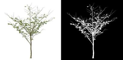 Isolated single tree with clipping path and alpha channel on black background. photo