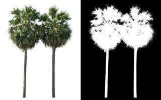 Isolated sugar palm with clipping path and alpha channel on black background. photo