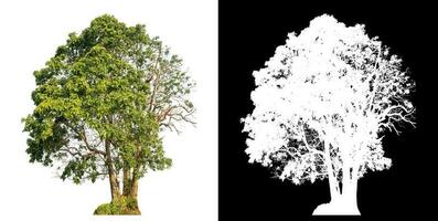 aislado soltero árbol con recorte camino y alfa canal en negro antecedentes. foto