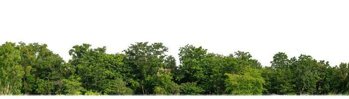 Green Trees isolated on white background. are Forest and foliage in summer for both printing and web pages with cut path and alpha channel photo