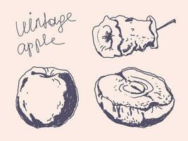 Vintage set with apple for decorative design. Fabric print. vector