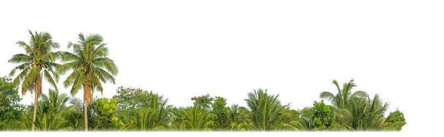 Palm trees in summer on white background with clipping path and alpha channel. photo