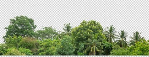 Green trees isolated on transparent background forest and summer foliage for both print and web with cut path and alpha channel photo