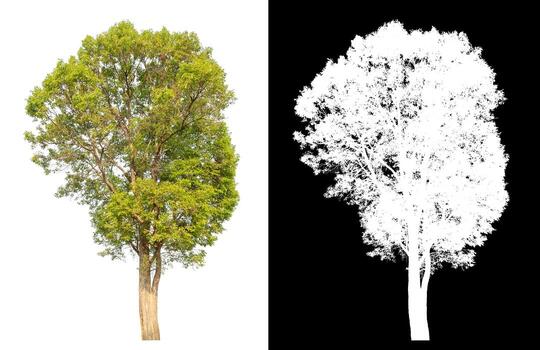 Isolated single tree with clipping path and alpha channel on black background. photo