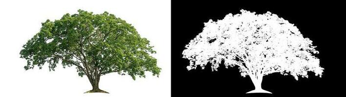 Isolated single green tree with clipping path and alpha channel on black background. photo