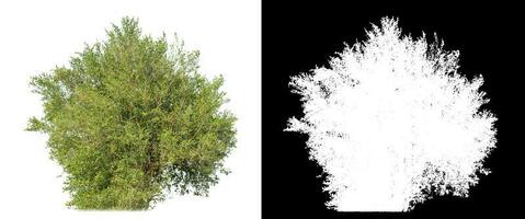 Shrubs isolated on white background with clipping path and alpha channel on black background. photo