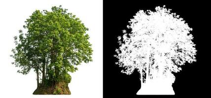 Isolated single green tree with clipping path and alpha channel on black background. photo