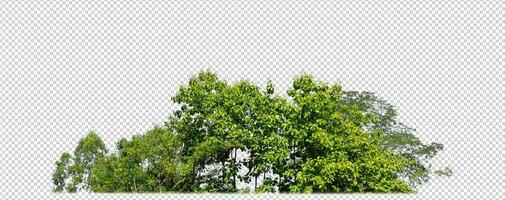 Green trees isolated on transparent background forest and summer foliage for both print and web with cut path and alpha channel photo