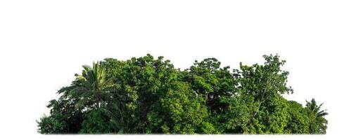 Green Trees isolated on white background. are Forest and foliage in summer for both printing and web pages with cut path and alpha channel photo