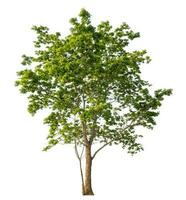 Green tree isolated on white background. photo