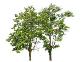 Green tree isolated on white background. photo
