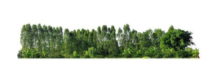 Green Trees isolated on white background. are Forest and foliage in summer for both printing and web pages with cut path and alpha channel photo