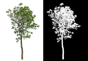 Isolated single green tree with clipping path and alpha channel on black background. photo