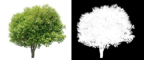 Isolated green tree with clipping path and alpha channel on black background. photo