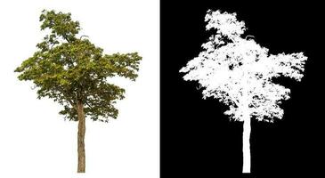 Isolated single tree with clipping path and alpha channel on black background. photo