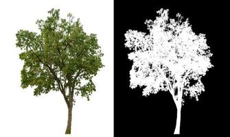 Isolated single tree with clipping path and alpha channel on black background. photo