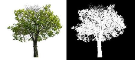 Isolated green tree with clipping path and alpha channel on black background. photo