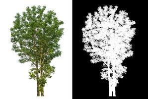 Isolated green tree with clipping path and alpha channel on black background. photo