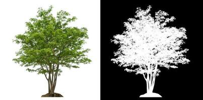 Isolated single green tree with clipping path and alpha channel on black background. photo