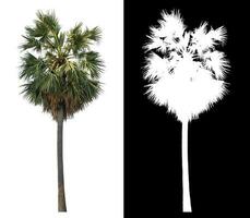 Isolated sugar palm with clipping path and alpha channel on black background. photo