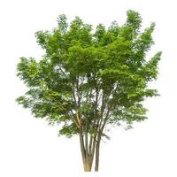 Green tree isolated on white background. photo