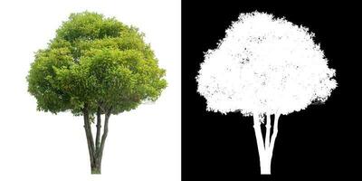 Isolated green tree with clipping path and alpha channel on black background. photo