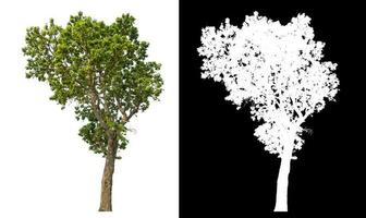 Isolated single tree with clipping path and alpha channel on black background. photo