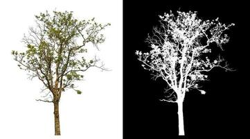 aislado soltero árbol con recorte camino y alfa canal en negro antecedentes. foto