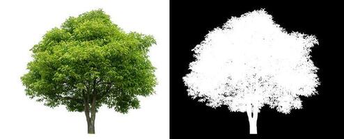 Isolated green tree with clipping path and alpha channel on black background. photo