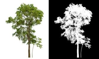 Isolated single tree with clipping path and alpha channel on black background. photo