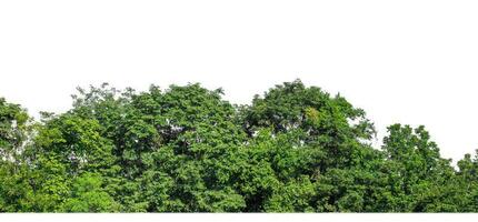 Green Trees isolated on white background. are Forest and foliage in summer for both printing and web pages with cut path and alpha channel photo