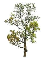 tree isolated on white background. photo