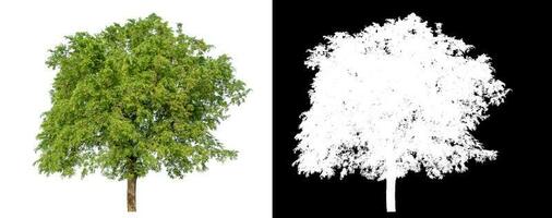 Isolated single green tree with clipping path and alpha channel on black background. photo