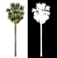 sugar palm with clipping path and alpha channel on black background. photo