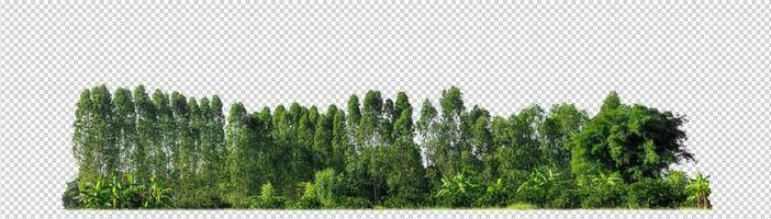 Green trees isolated on transparent background forest and summer foliage for both print and web with cut path and alpha channel photo