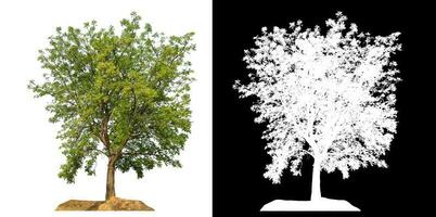 Isolated single green tree with clipping path and alpha channel on black background. photo